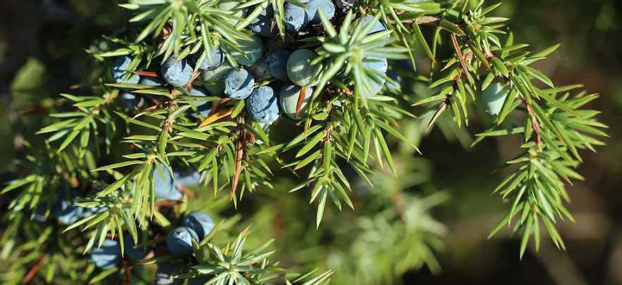 Botanicals